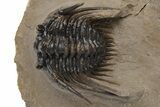 Spiny Leonaspis Trilobite - Beautiful Shell Detail #232772-3